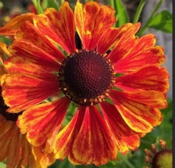 Sonnenbraut (Helenium hybride) rot