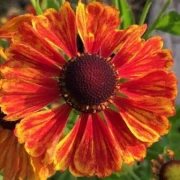 Sonnenbraut (Helenium hybride) rot