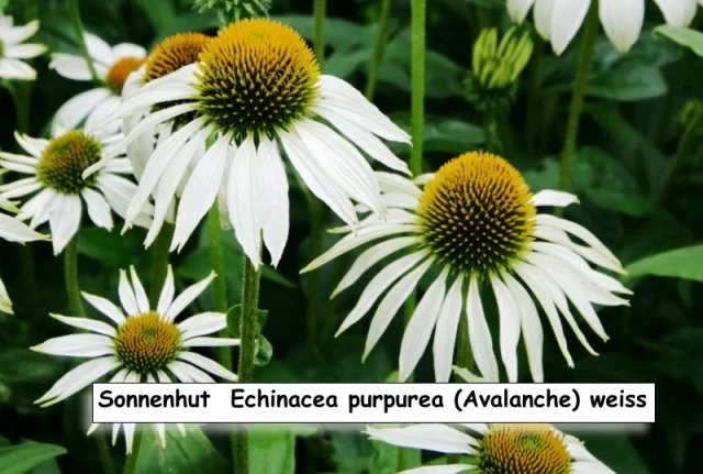 Sonnenhut  Echinacea purpurea (Avalanche) weiss