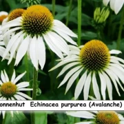 Sonnenhut  Echinacea purpurea (Avalanche) weiss