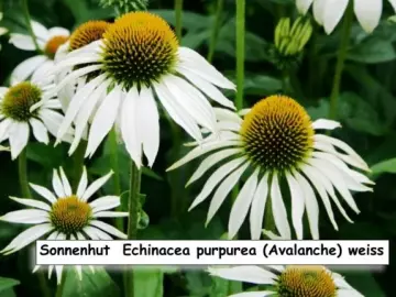Sonnenhut  Echinacea purpurea (Avalanche) weiss