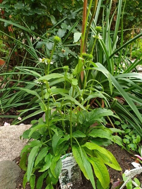 Sonnenhut  Echinacea purpurea (Avalanche) weiss