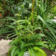 Sonnenhut  Echinacea purpurea (Avalanche) weiss