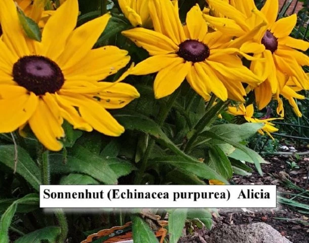 Sonnenhut (Alicia, gelb)