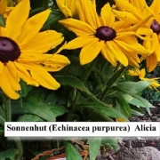 Sonnenhut (Alicia, gelb)