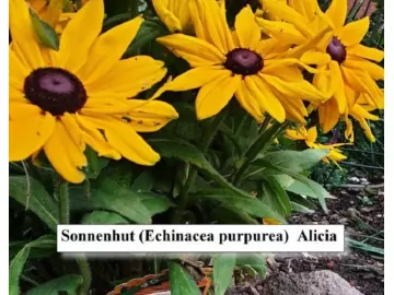 Sonnenhut (Alicia, gelb)