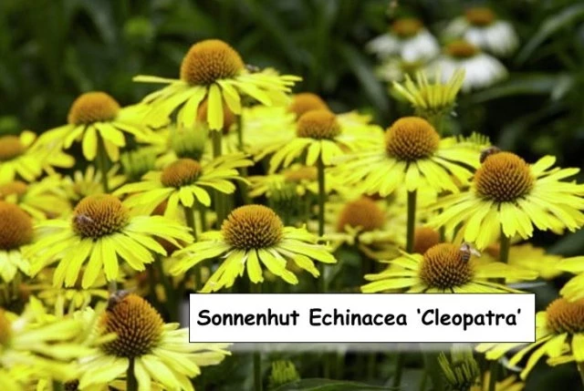 Sonnenhut Echinacea ‘Cleopatra’