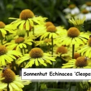Sonnenhut Echinacea ‘Cleopatra’