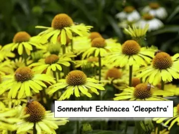 Sonnenhut Echinacea ‘Cleopatra’