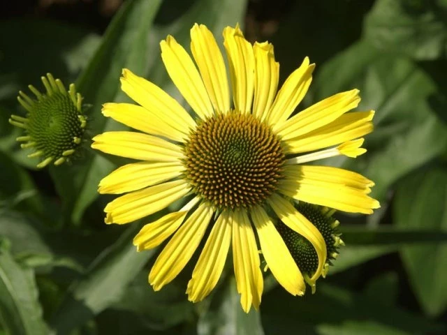 Sonnenhut Echinacea ‘Cleopatra’