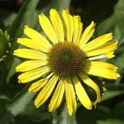 Sonnenhut Echinacea ‘Cleopatra’