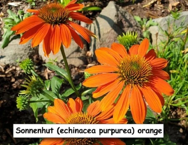 Sonnenhut (Sombrero orange)