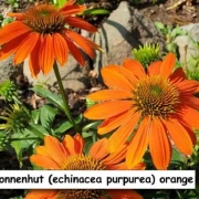 Sonnenhut (Sombrero orange)