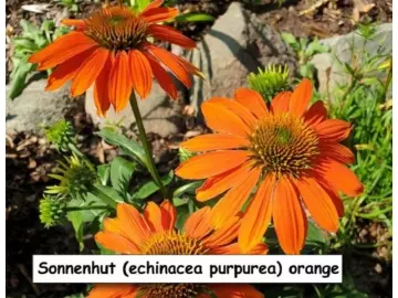 Sonnenhut (Sombrero orange)