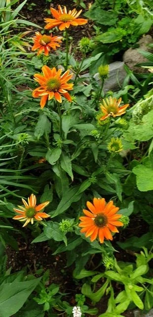Sonnenhut (Sombrero orange)