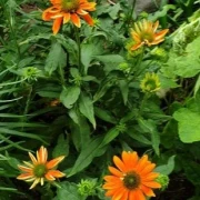 Sonnenhut (Sombrero orange)