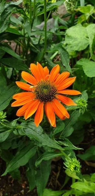 Sonnenhut (Sombrero orange)