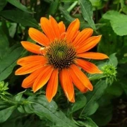 Sonnenhut (Sombrero orange)