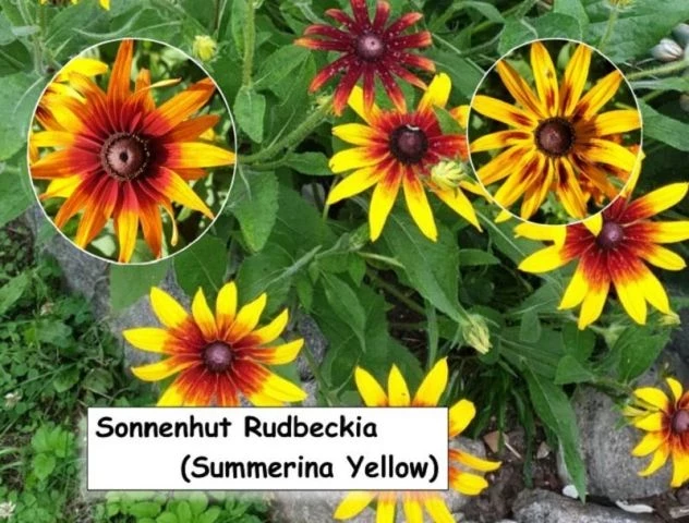 Sonnenhut (Summerina Yellow)