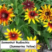 Sonnenhut (Summerina Yellow)