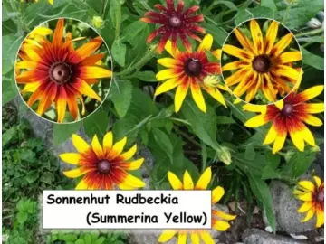 Sonnenhut (Summerina Yellow)