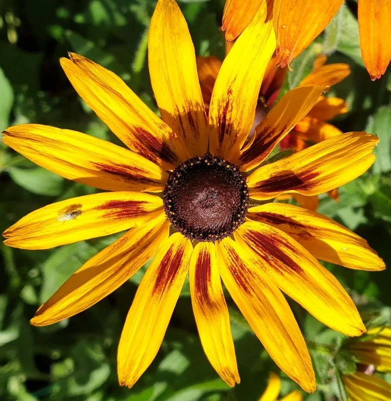 Sonnenhut (Summerina Yellow)