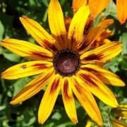 Sonnenhut (Summerina Yellow)