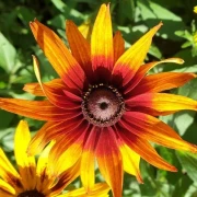 Sonnenhut (Summerina Yellow)