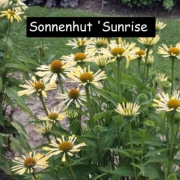 Sonnenhut (Sunrise)
