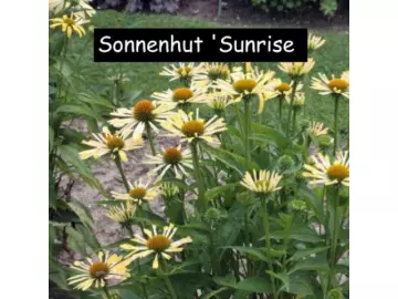 Sonnenhut (Sunrise)