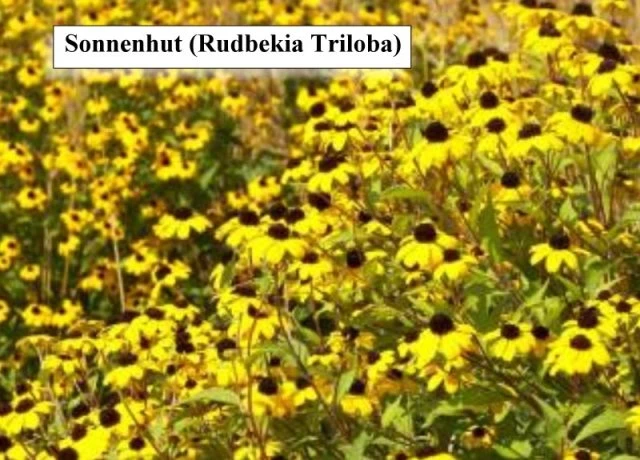 Sonnenhut (Tribola)