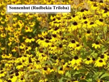 Sonnenhut (Tribola)