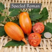 Specled Roman (Stabtomate