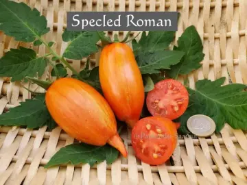 Specled Roman (Stabtomate