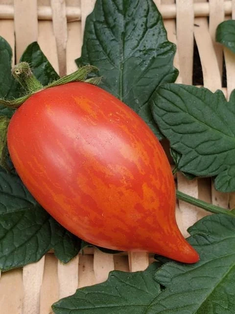 Specled Roman (Stabtomate