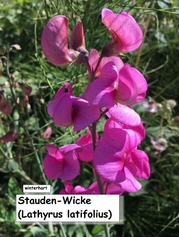Stauden-Wicke (Lathyrus latifolius)