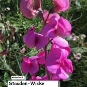 Stauden-Wicke (Lathyrus latifolius)