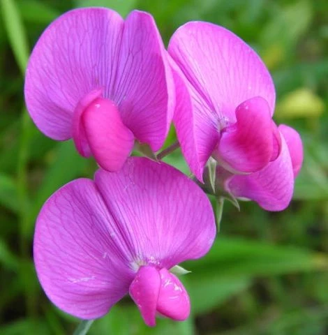 Stauden-Wicke (Lathyrus latifolius)