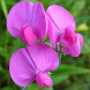 Stauden-Wicke (Lathyrus latifolius)