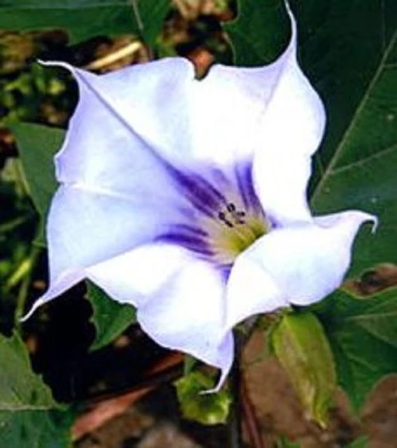 Stechapfel Datura