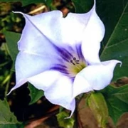 Stechapfel Datura