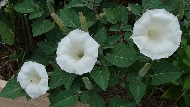 Stechapfel (Detura wrightii Regel) weiss