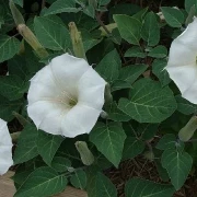 Stechapfel (Detura wrightii Regel) weiss