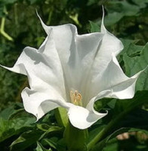 Stechapfel (Detura wrightii Regel) weiss