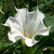 Stechapfel (Detura wrightii Regel) weiss