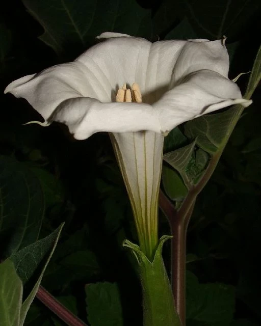 Stechapfel (Detura wrightii Regel) weiss