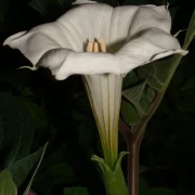 Stechapfel (Detura wrightii Regel) weiss