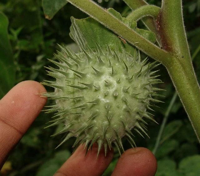 Stechapfel (Detura wrightii Regel) weiss