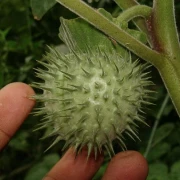 Stechapfel (Detura wrightii Regel) weiss