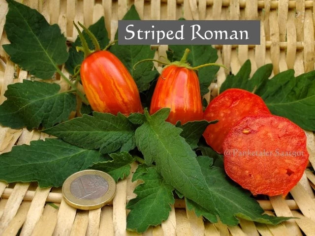 Striped Roman, Flaschentomate